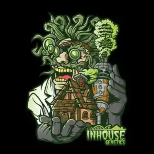 In House Genetics - Velvet Smoothie x12 Fem + Freebie