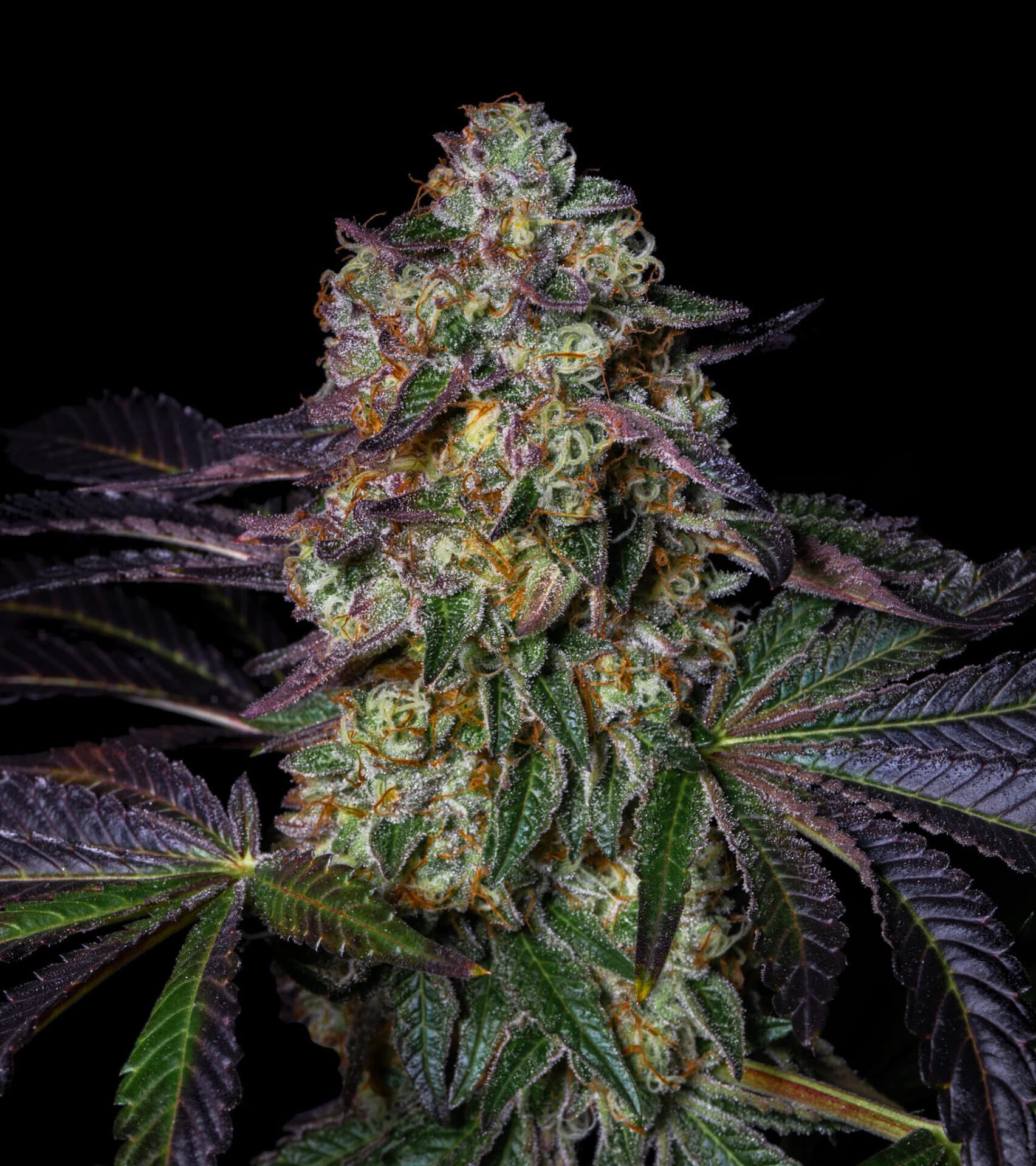 Pure Instinto – Kush Mellow x3  + Freebie