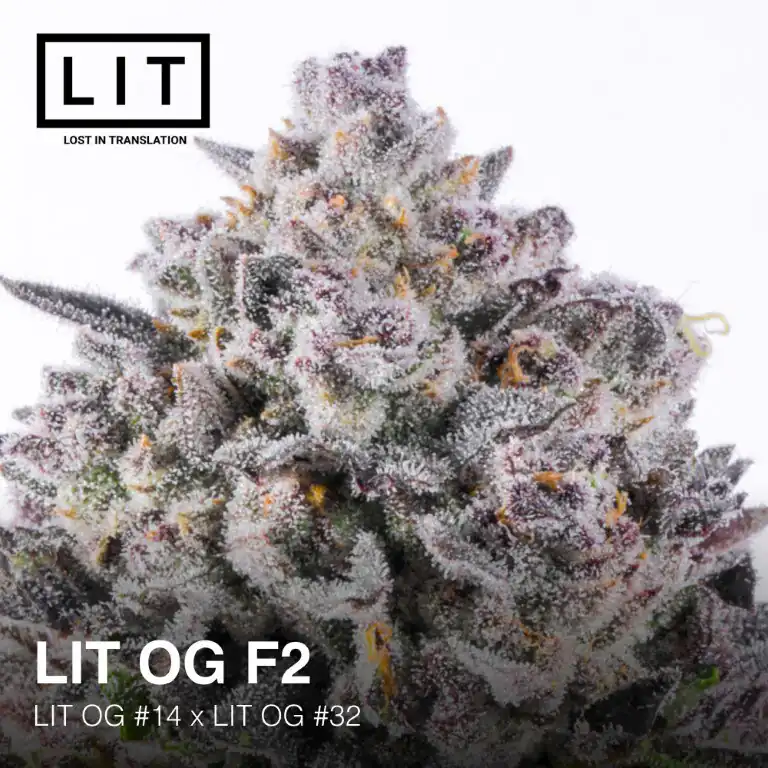 Lit Farms - Lit Og F2 x6 Fem