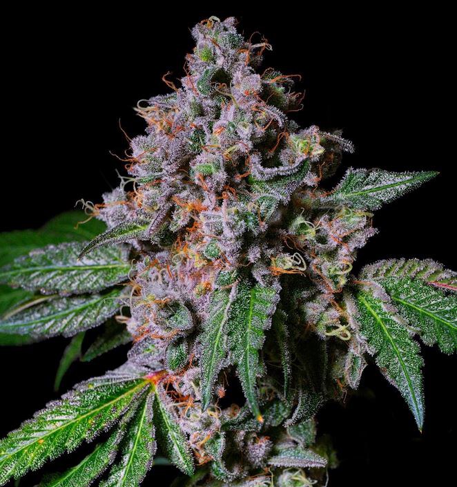 Pure Instinto – La Macedonia x4 Fem