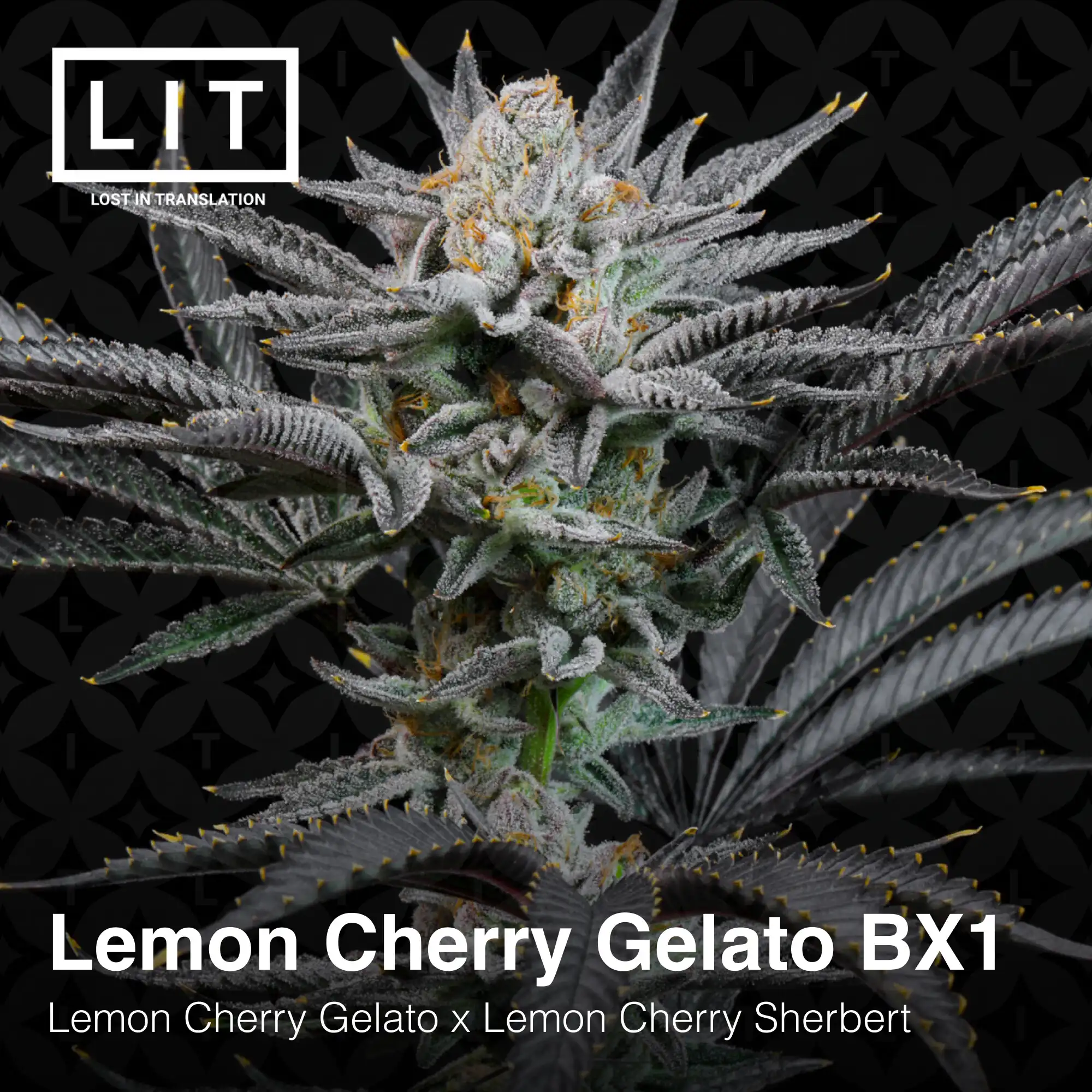 Lit Farms - Lemon Cherry Gelato BX1 x12 Fem