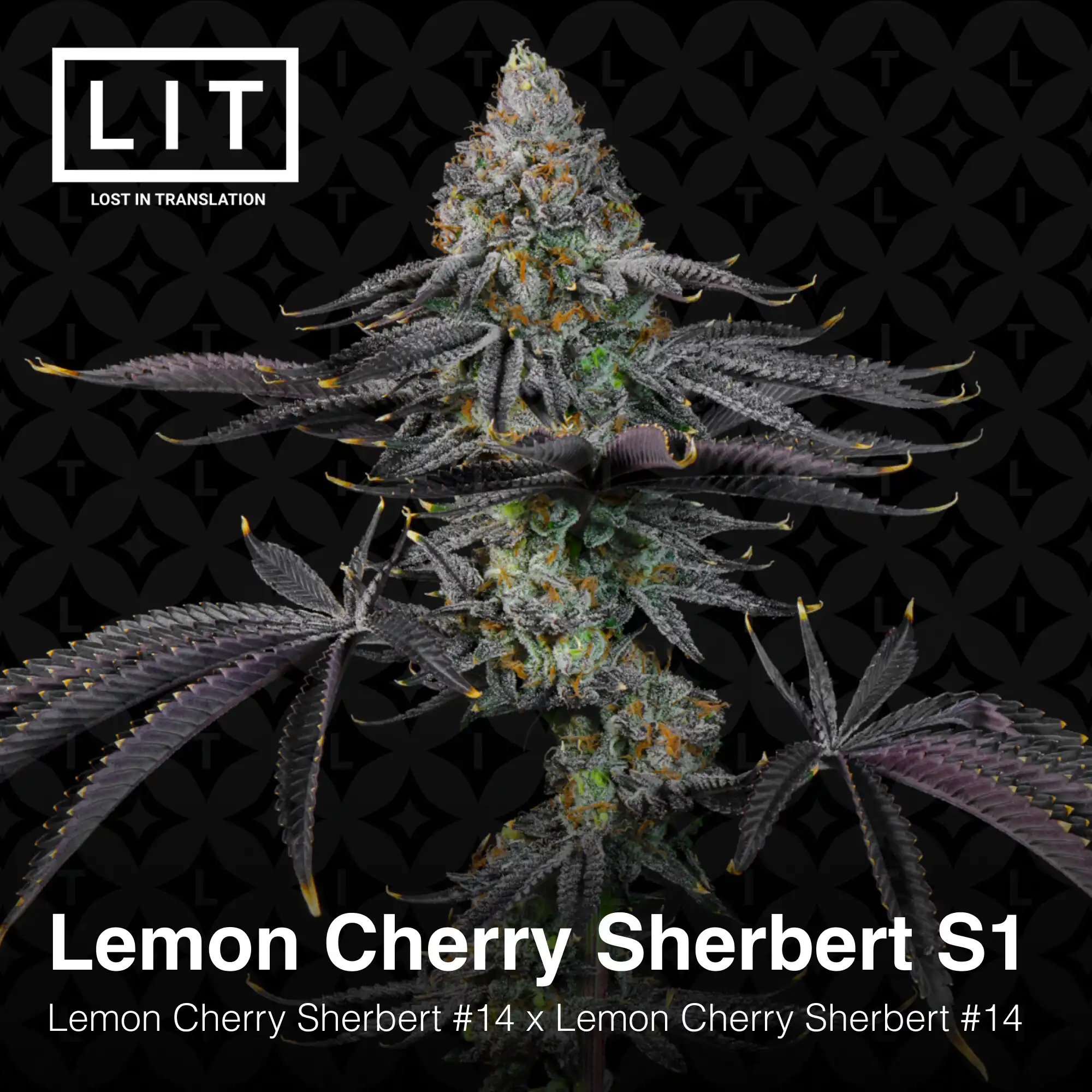 Lit Farms - Lemon Cherry Sherbet S1 x12 Fem + Freebie