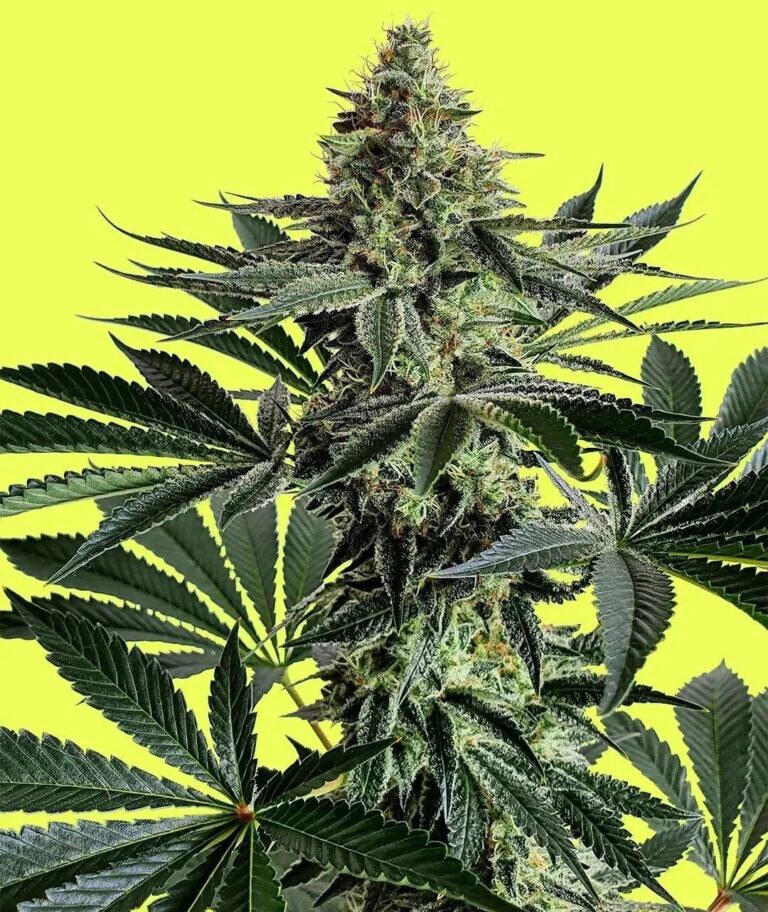 Pure Instinto – Lemon Storm x4 fem