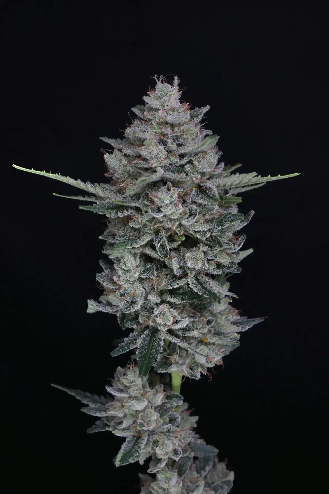 Pure Instinto - MAC2 AUTO X4