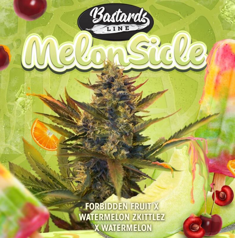Th Seeds – Melonsicle x6 Fem + 1 French Macarron8