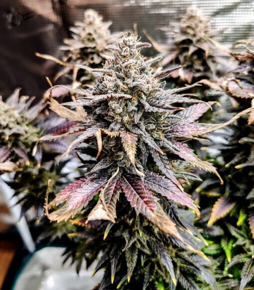 Pure Instinto –  Mimosa x4