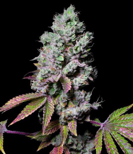 Pure Instinto – Mochi x4 Fem