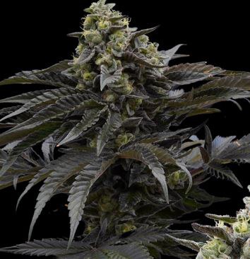 Ziplock Seeds – Sour Mochi x5 Fem