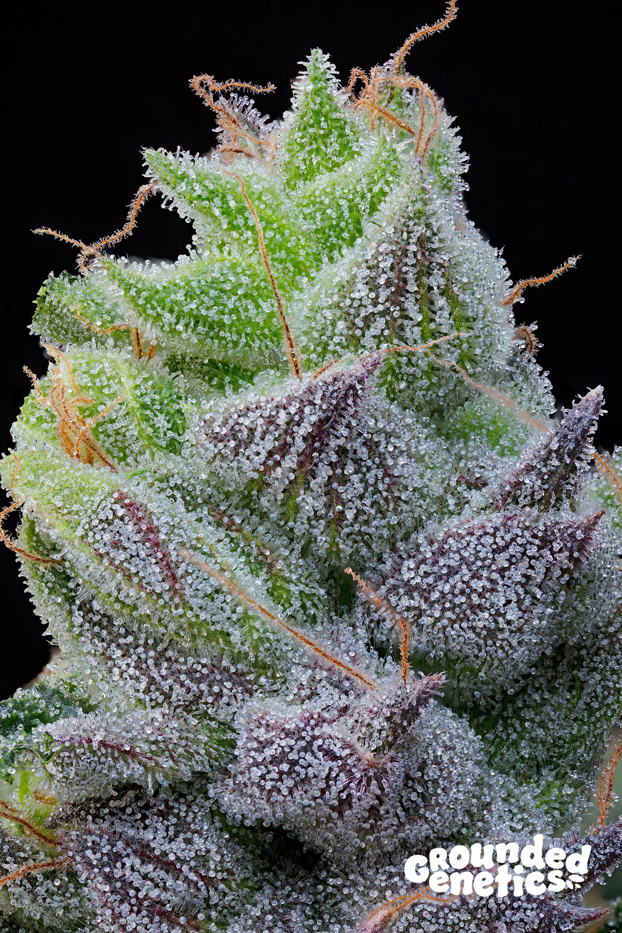 Grounded Genetics -Peach Limeade x7 Fem