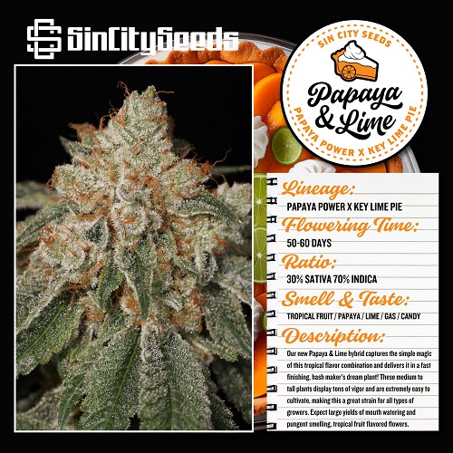 Sin City Seeds –  Papaya & Lime x7 Fem + Freebie
