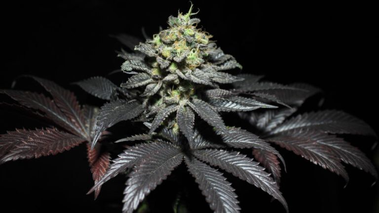 Pure Instinto –  Peanut Butter Cookies  x4Fem