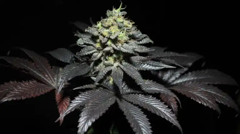 Pure Instinto - Peanut Butter Cookies x4Fem