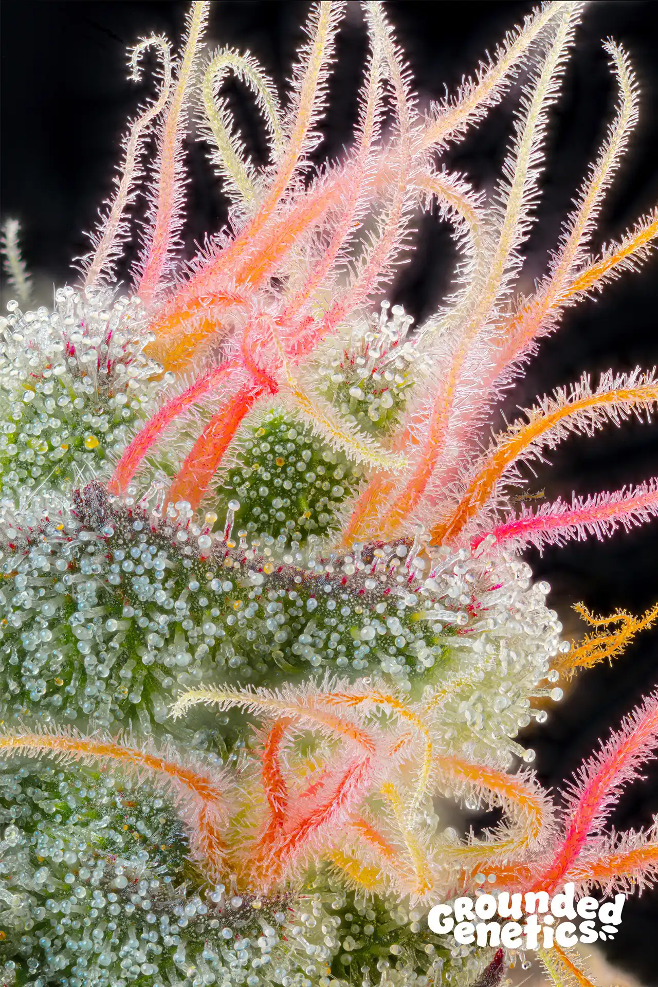 Grounded Genetics - Pink Honey x7 Fem