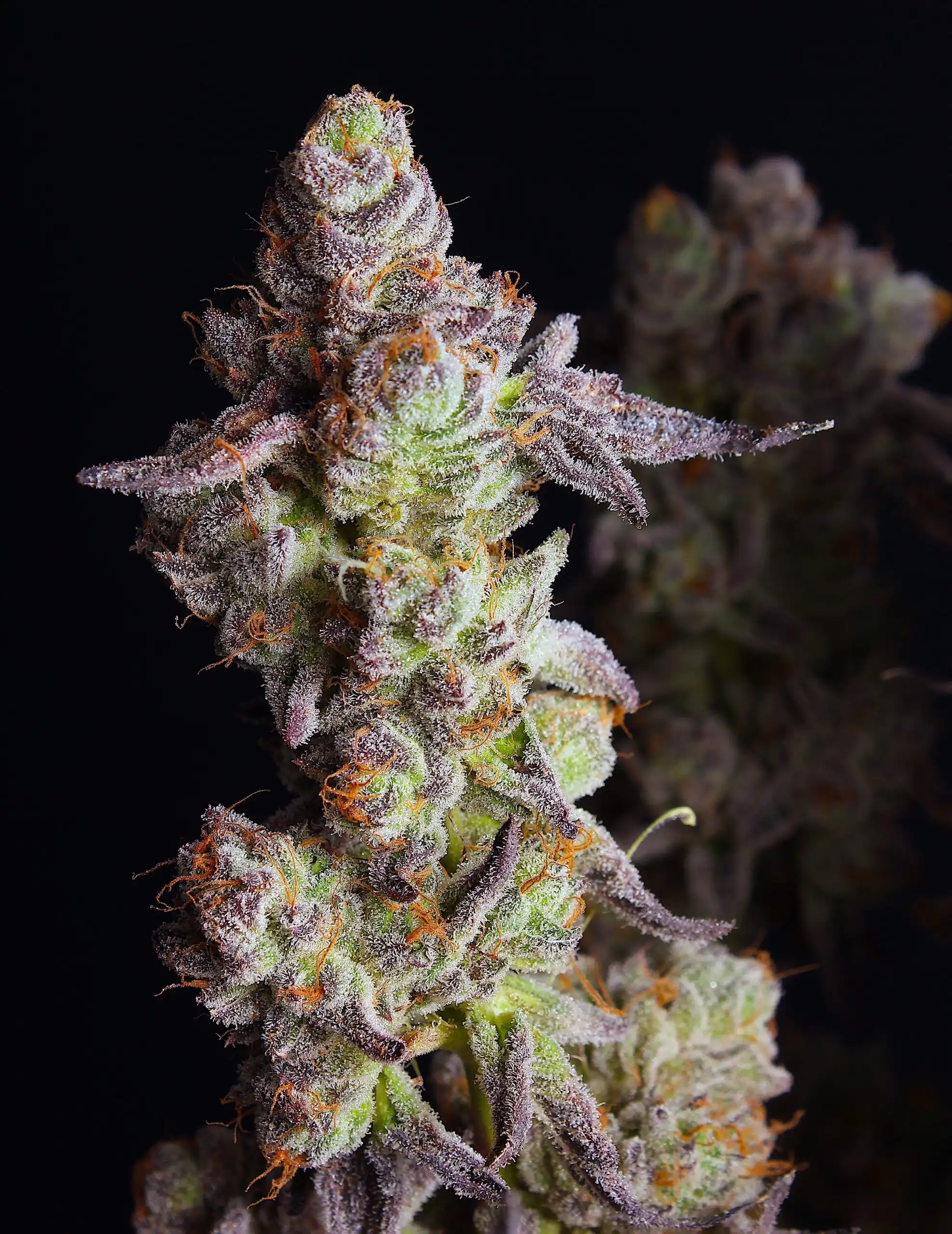 Elev8 Seeds – Punch Cake X3 Fem