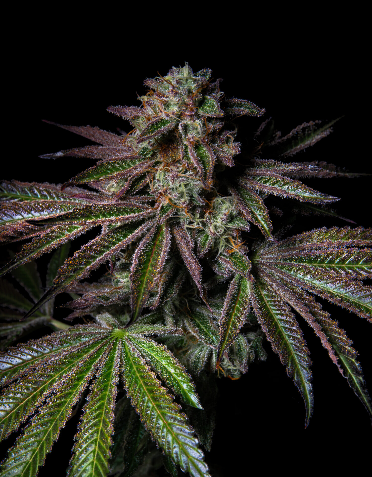 Pure Instinto – Pure-Glitter  x3 + Freebie