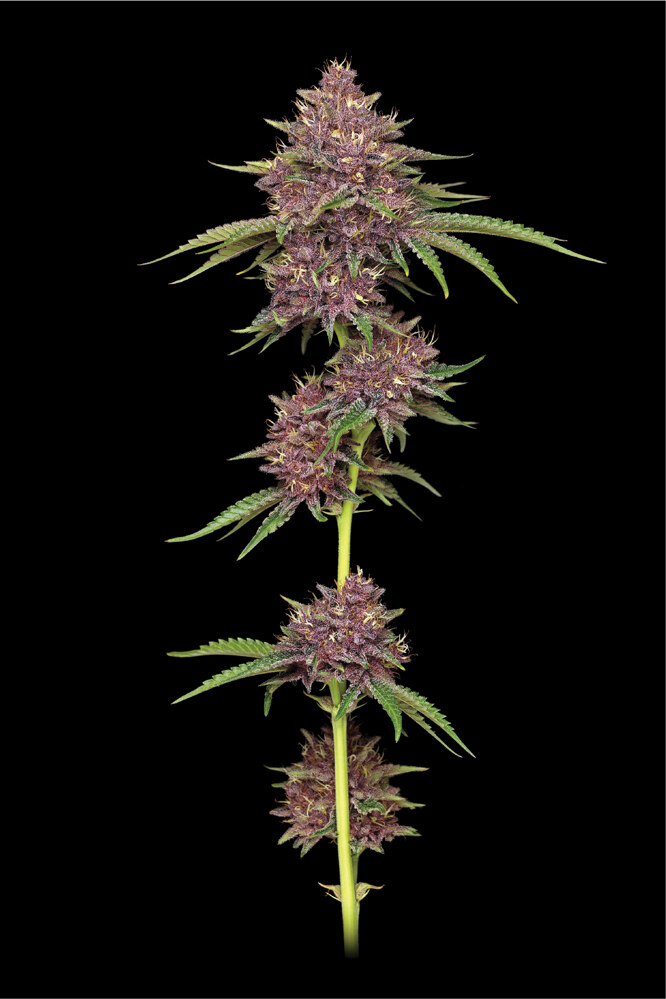 Humbold Seed Co – Purpz x5 Fem