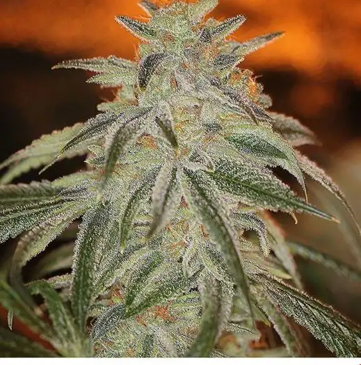 Sin City Seeds - Raskal Berries F2 + Freebie