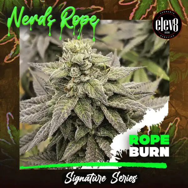 Elev8 Seeds - Rope Burn x3 Fem