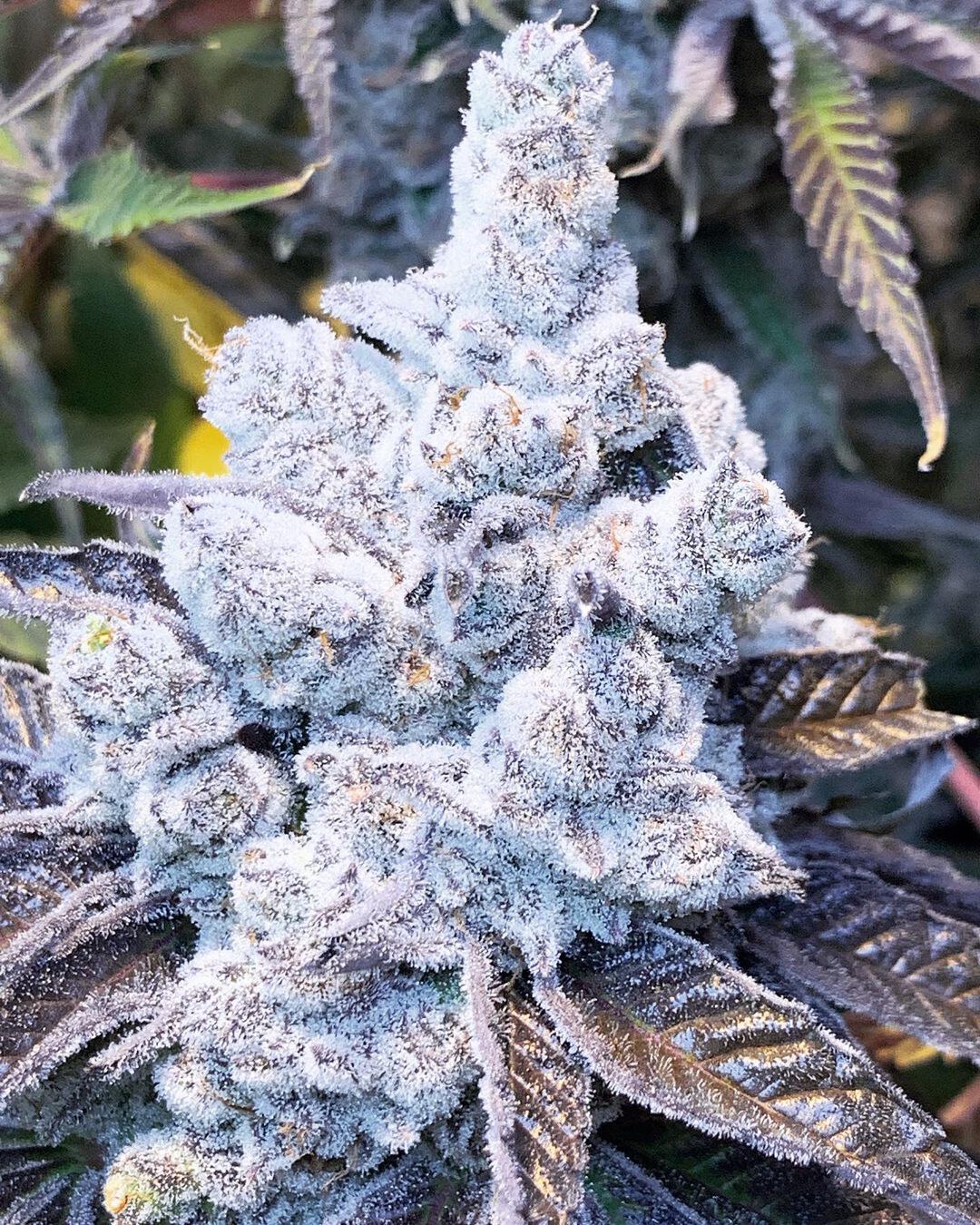InHouse Genetics – Slurricane # 7 X12 FEM