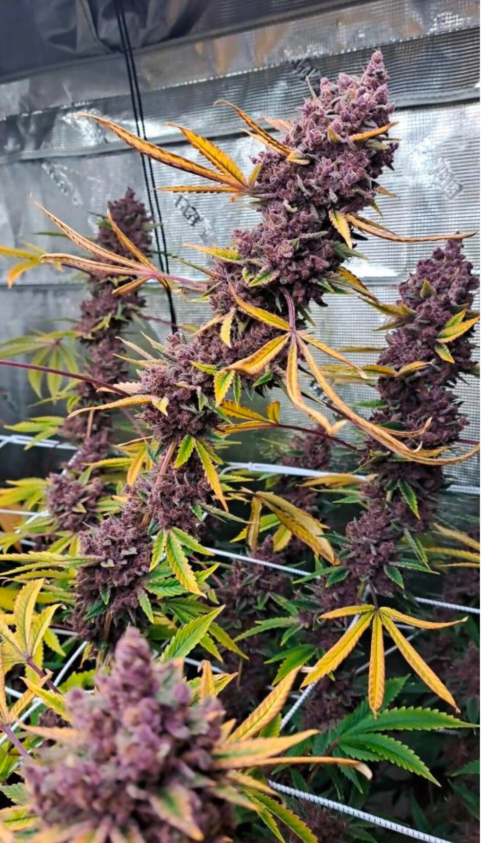 Relentless Genetics – Super Trop Cherry x9 Fem