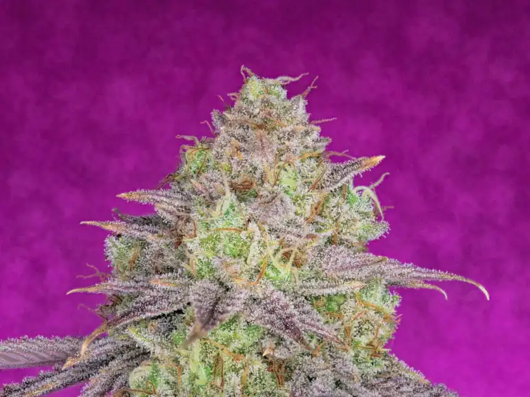 Pure Instinto - Shiskaberry x4 Fem