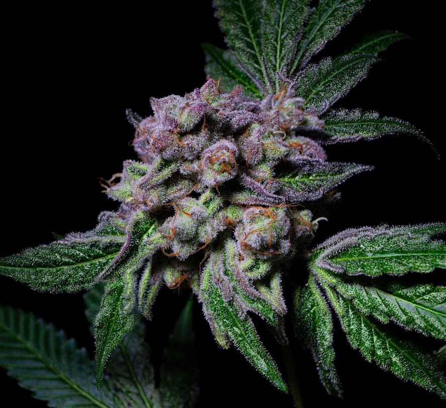 Pure Instinto – Sour Aloha x3 Fem