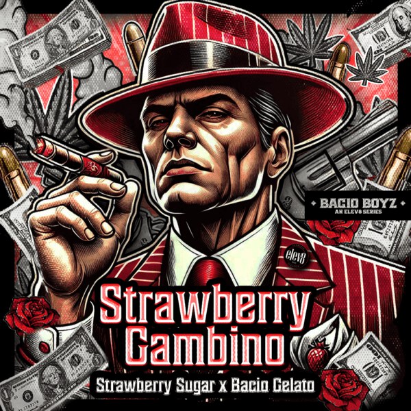 Elev8 Seeds – Strawberry Gambino x3  Fem