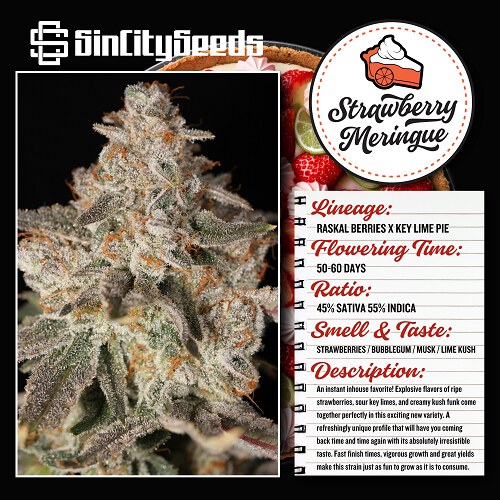 Sin City Seeds – Strawberry Meringue x7 Fem + Freebie
