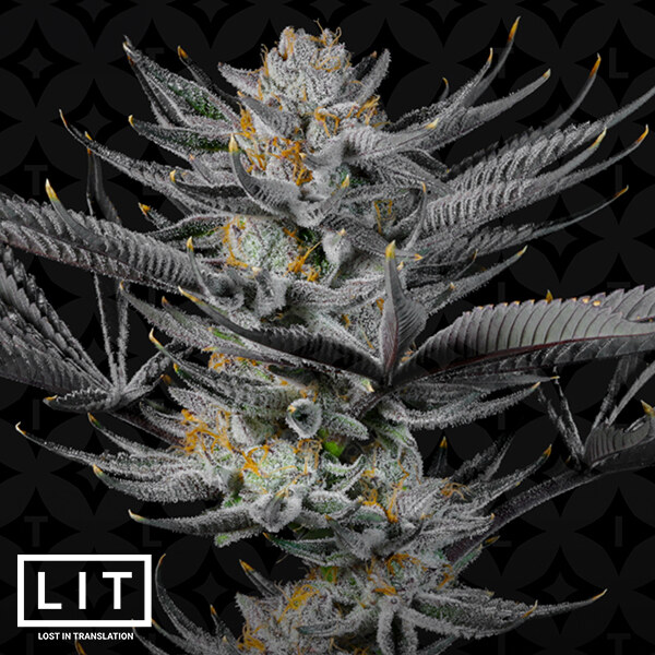 Lit Farms – Strawberry Sunrise x6 Fem + Freebie