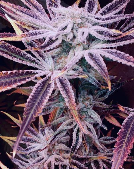 In House Genetics – Sugar Cane x12 FEM