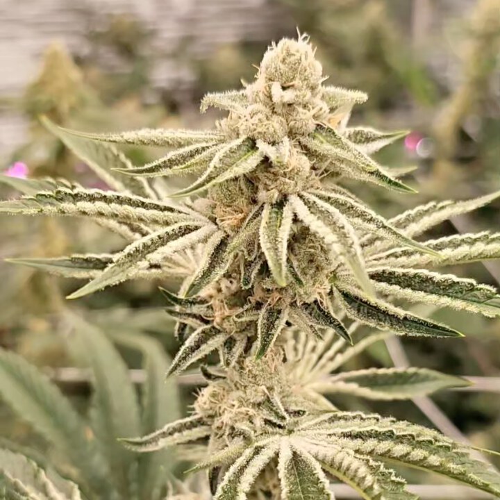 In House Genetics – Sugar Fuel x12 Fem + Freebie