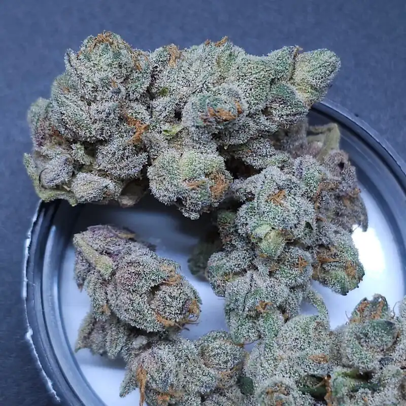 In House Genetics - Sugar Tree x12 Fem + Freebie