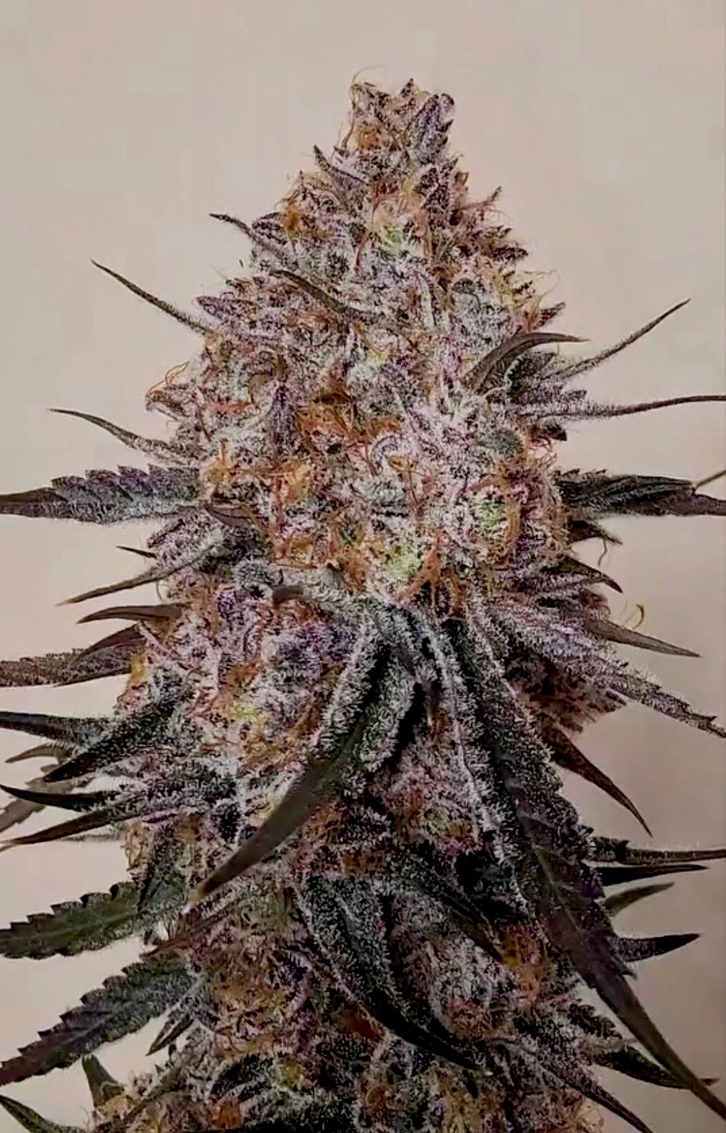 Relentless Genetics – Trop Strawberry x9 Fem