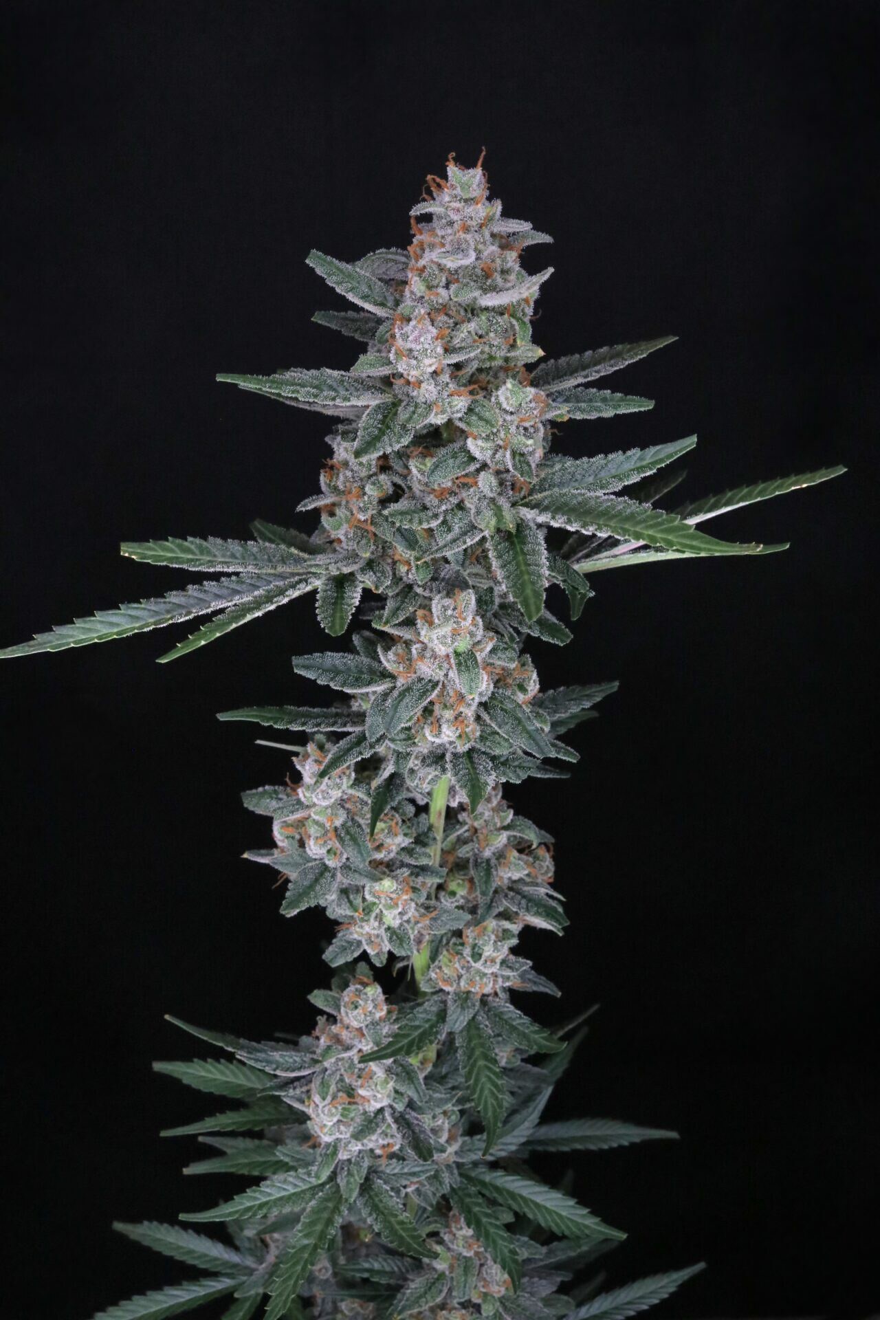 Pure Instinto – Tri-Whip Kush AUTO  X4