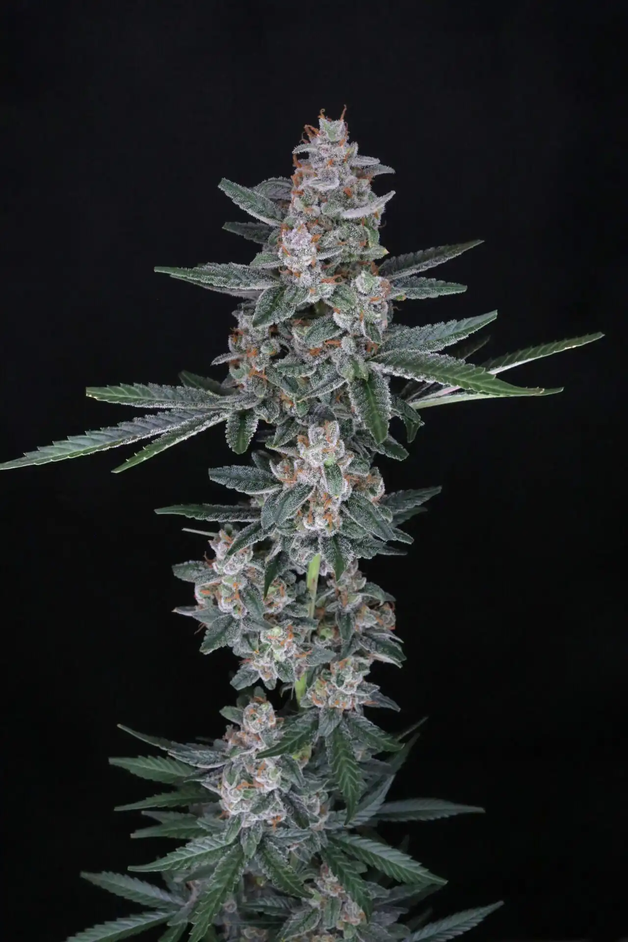 Pure Instinto - Tri-Whip Kush AUTO X4