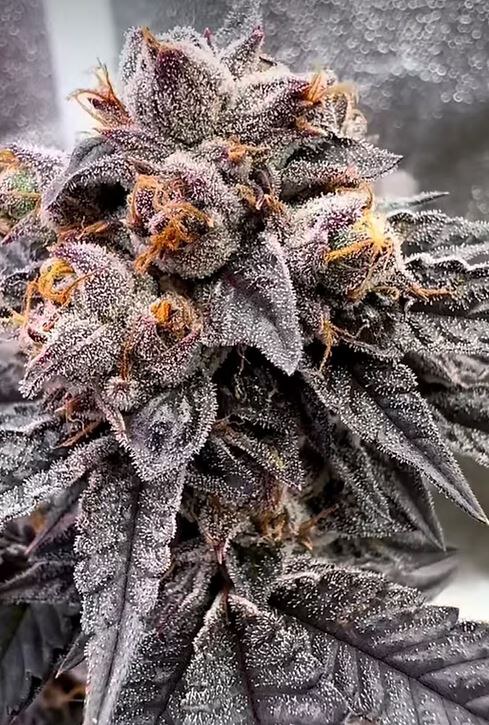 Happy Dreams Genetics – Vanilla Frosting x10 Reg