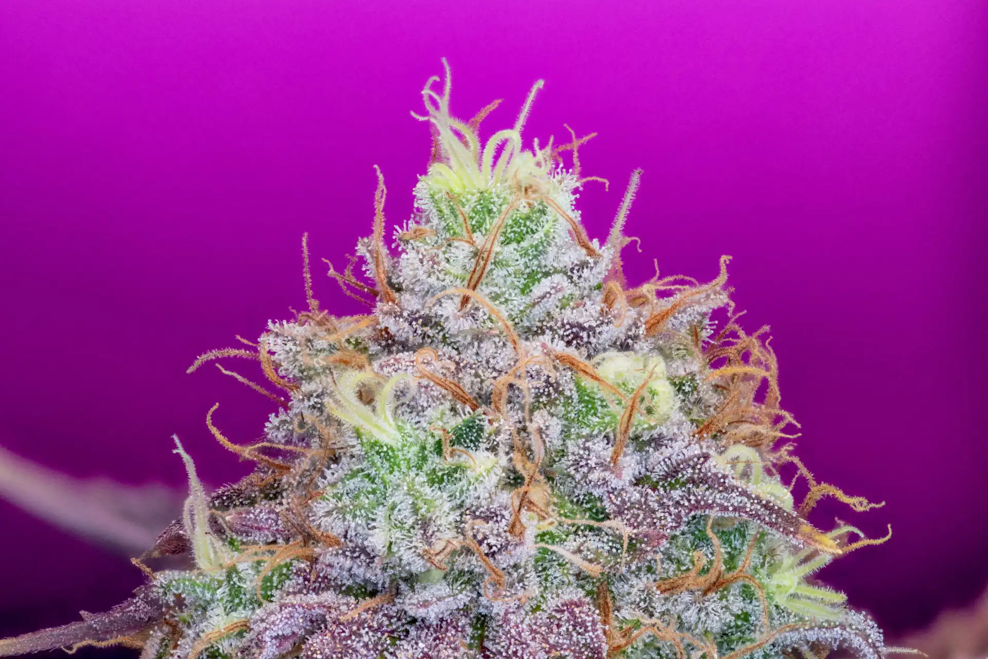 Pure Instinto - Watermelon Zkittles x4 Fem