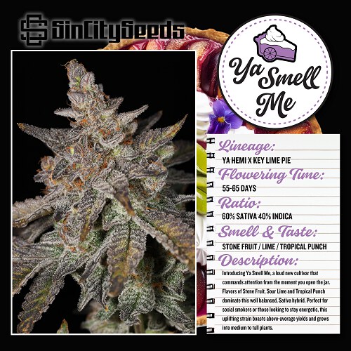 Sin City Seeds – Ya Smell Me x7 Fem + Freebie