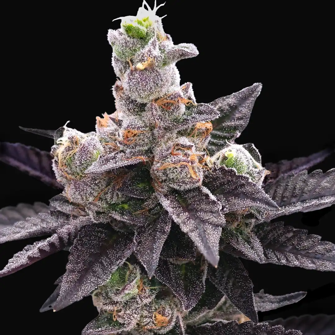 Elev8 Seeds - Yodanana x3 Fem