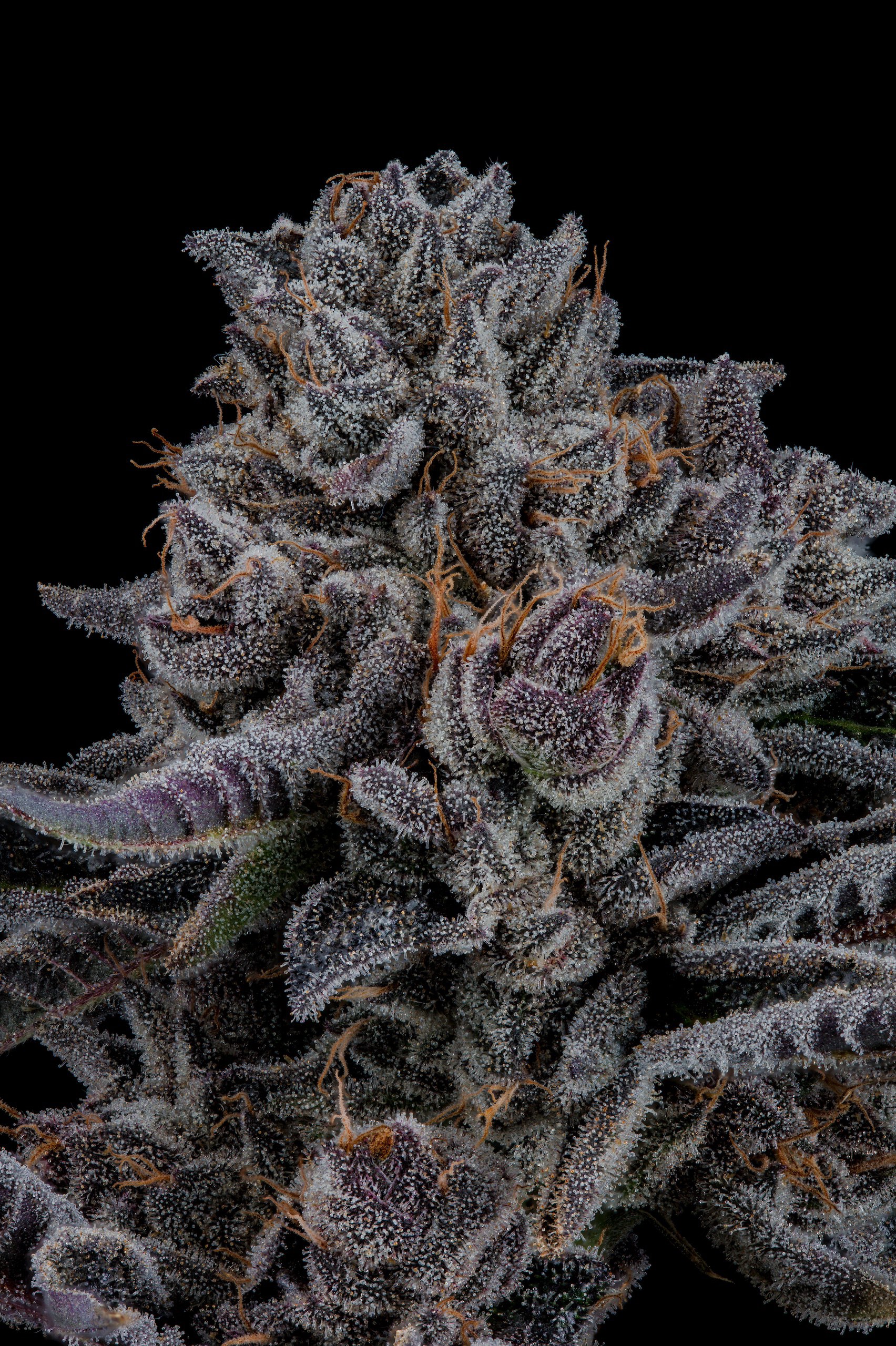 Seed Junky Genetics – Ztrawbanger x10 Fem