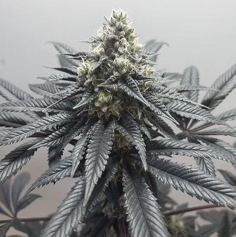 Happy Dreams Genetics – Ajo Blanco x10 Reg