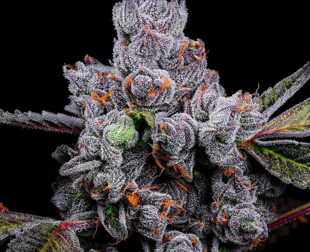 Lit Farms – Bad Decisions x15 Regular + Freebie