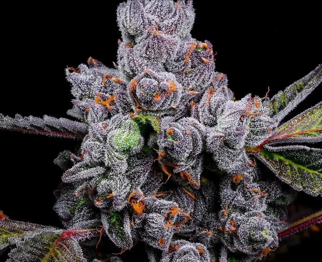 Lit Farms - Bad Decisions x15 Regular + Freebie