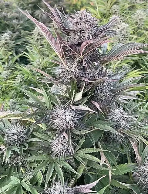 Happy Dreams Genetics – Banana Burguer x6 Fem