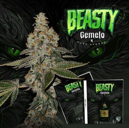 Th Seeds – Beasty x6 Fem + 1 French Macarron