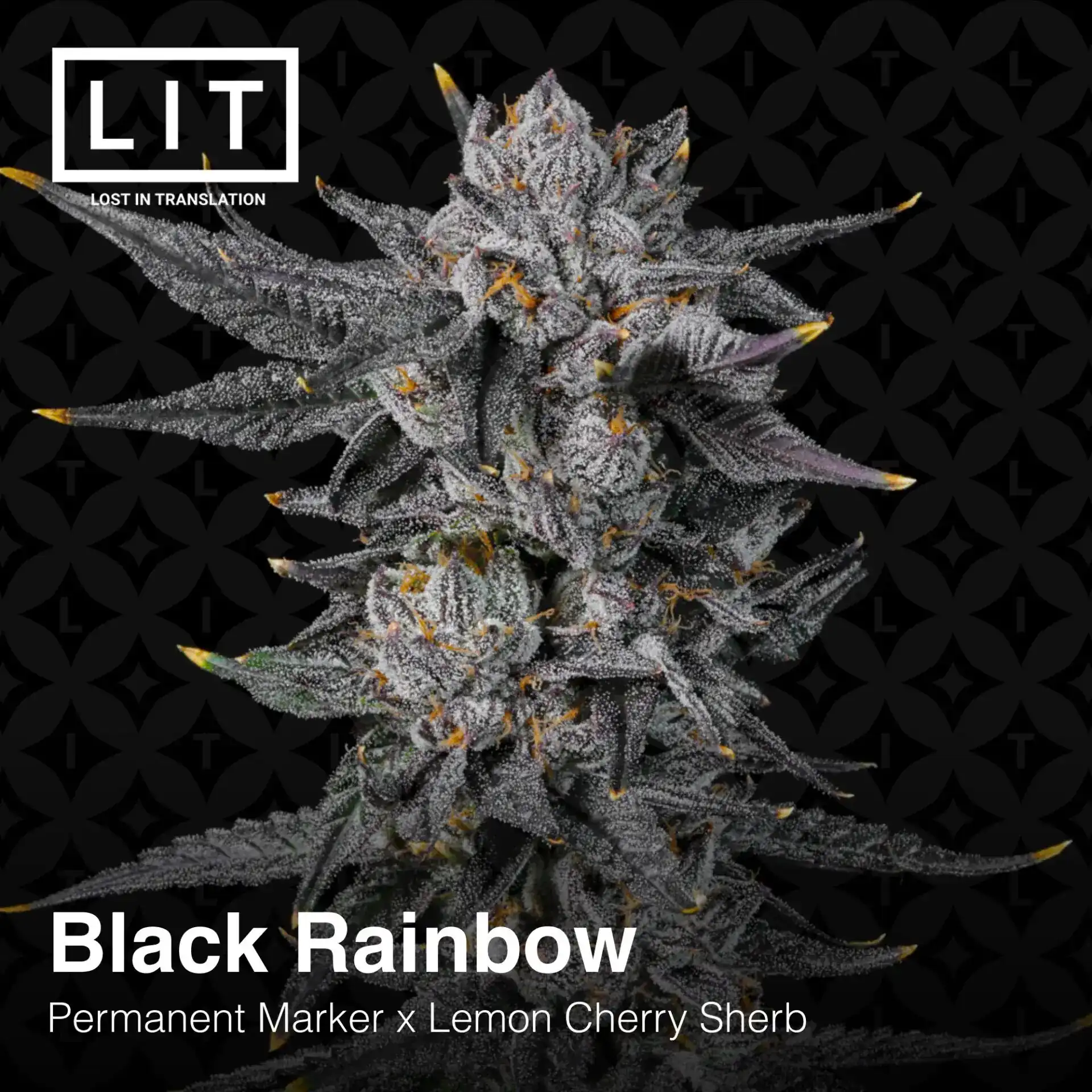 Lit Farms - Black Rainbow x12 Fem + Freebie Pink Lemonade