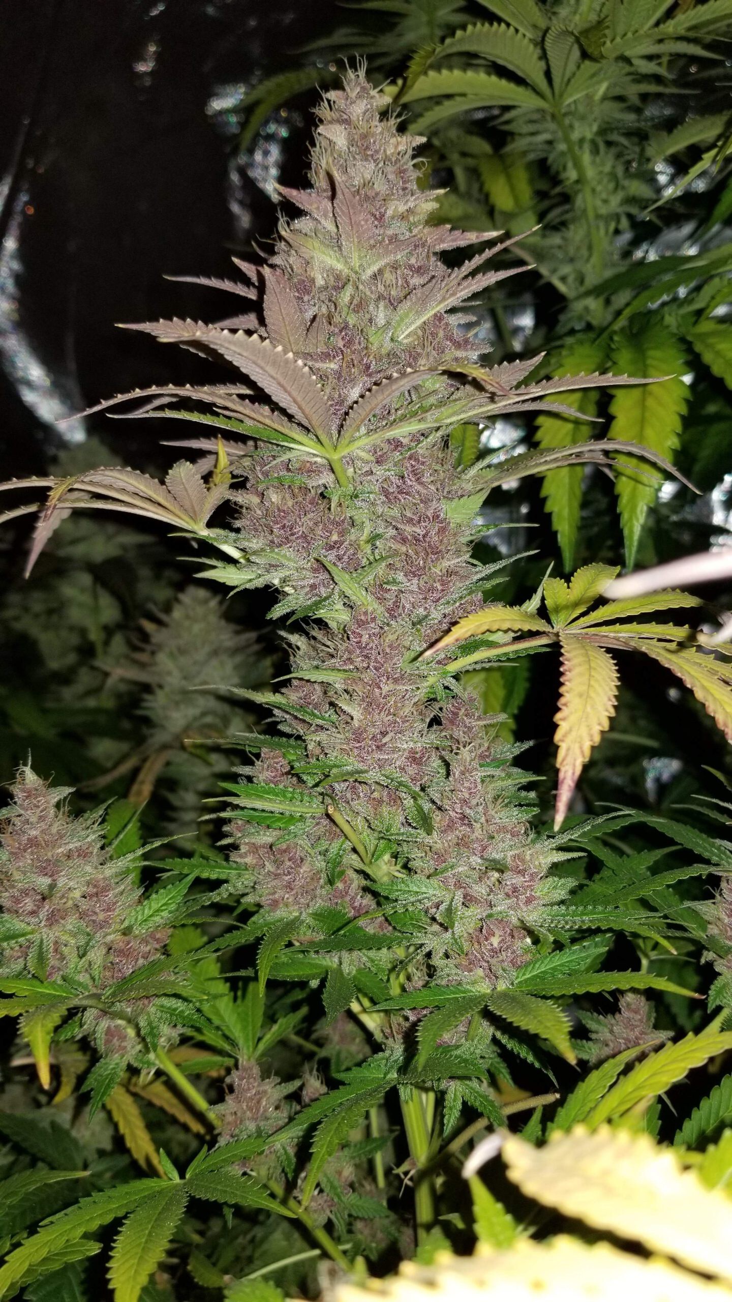 Humbold Seed Co – Blueberry Muffin x5 Fem