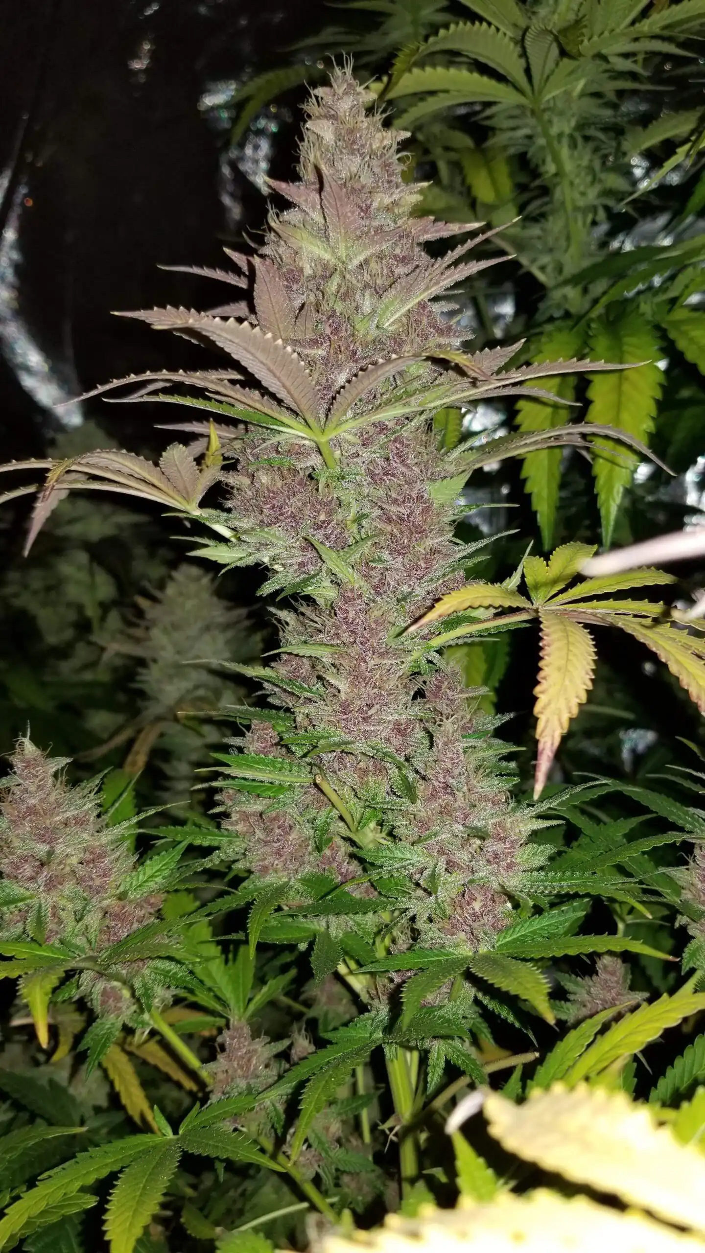 Humbold Seed Co – Blueberry Muffin x5 Fem