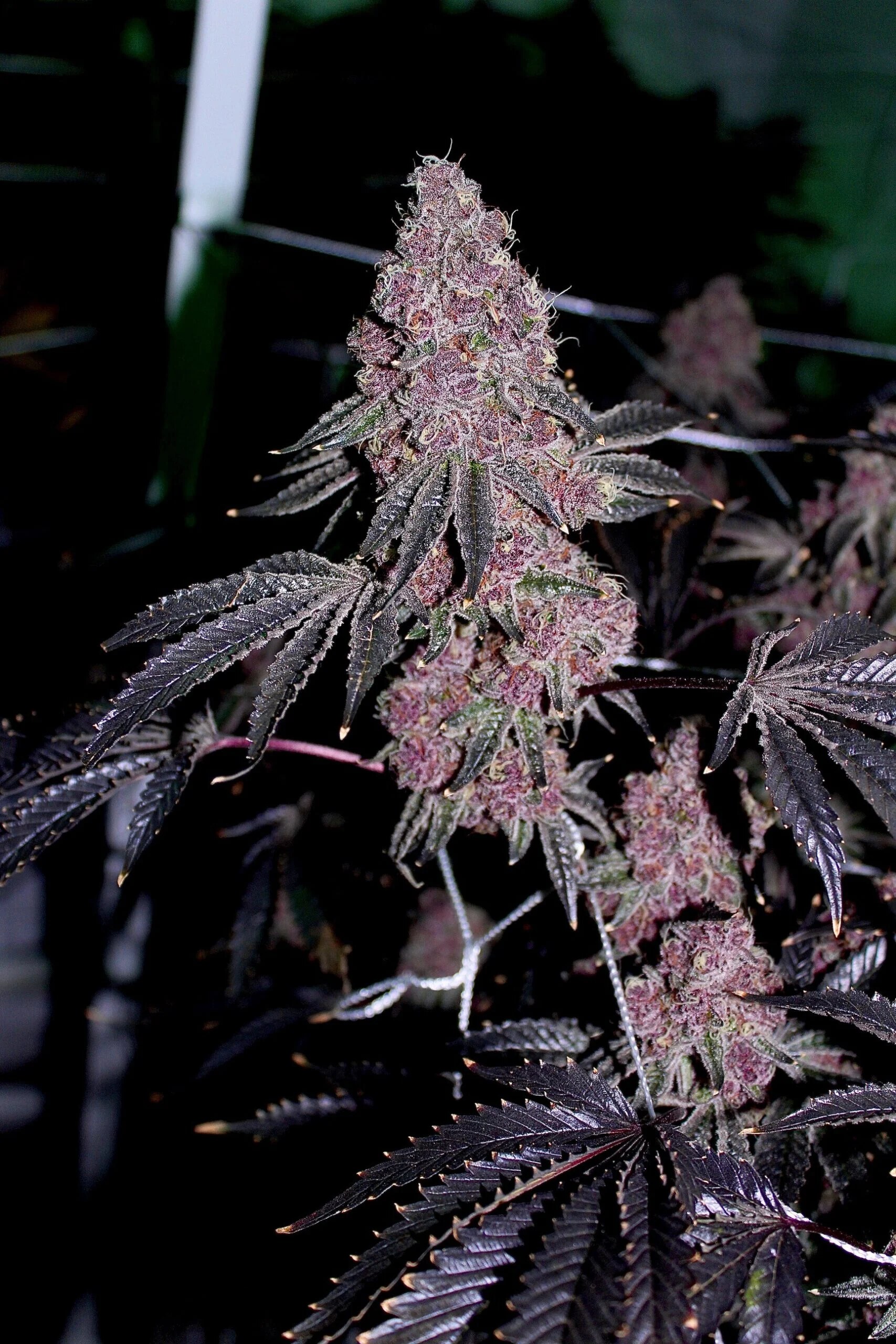 Relentless Genetics – Boujee Bitch x9 Fem