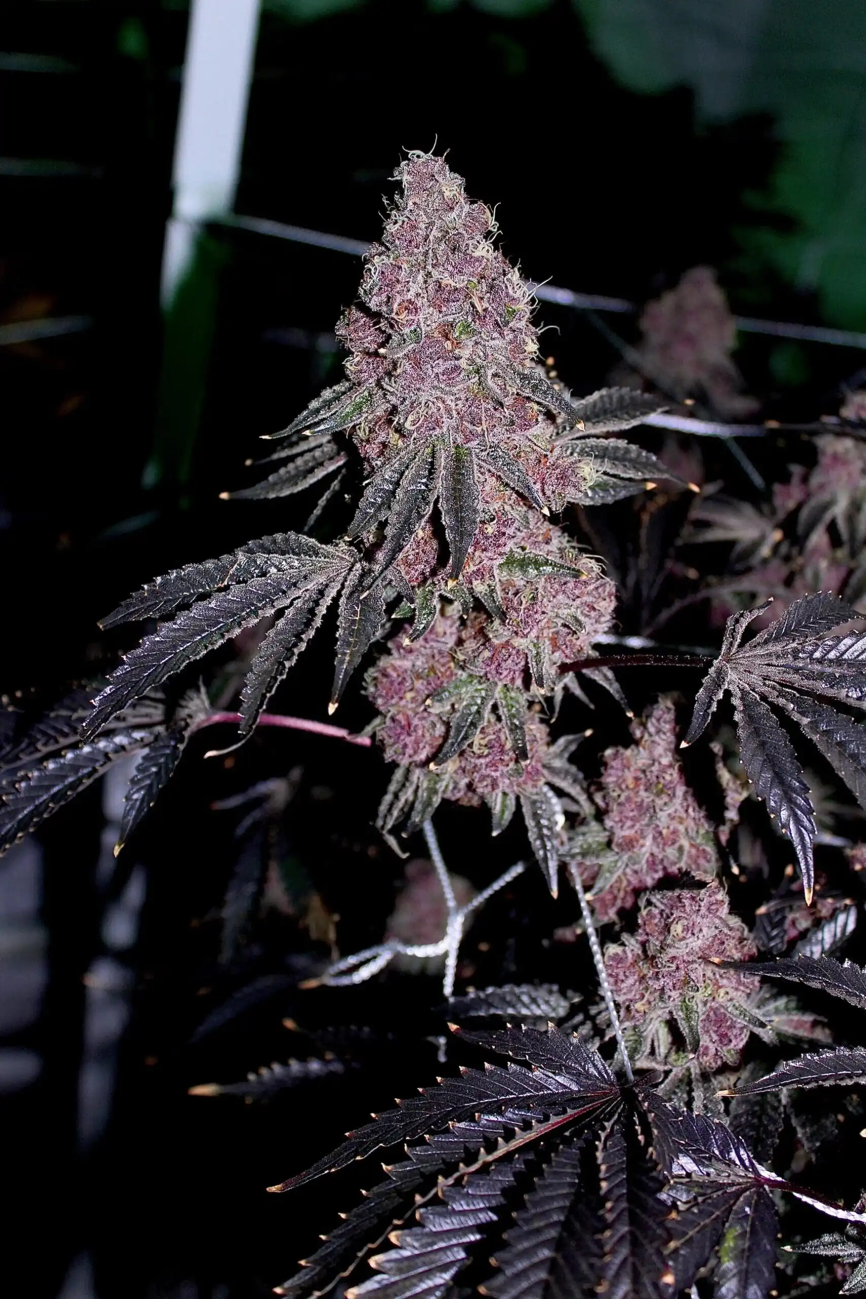 Relentless Genetics - Boujee Bitch x9 Fem